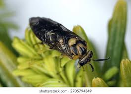 Attēlu rezultāti vaicājumam “Diprion pini”