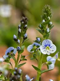 Attēlu rezultāti vaicājumam “Veronica serpyllifolia”