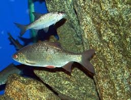 Image result for Rutilus caspicus