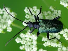 Attēlu rezultāti vaicājumam “Gaurotes virginea”