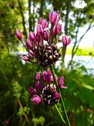 Attēlu rezultāti vaicājumam “Allium scorodoprasum leaf”