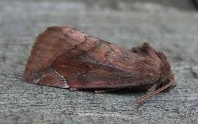 Attēlu rezultāti vaicājumam “Cosmia pyralina”