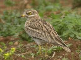 Image result for Burhinus oedicnemus