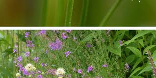 Attēlu rezultāti vaicājumam “Succisa pratensis bud”