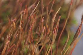Attēlu rezultāti vaicājumam “Barbula unguiculata macro”