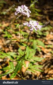 Attēlu rezultāti vaicājumam “Cardamine bulbifera leaf”
