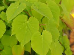 Attēlu rezultāti vaicājumam “Tilia amurensis”