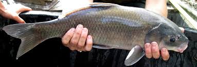 Image result for Ictiobus cyprinellus