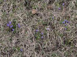 Attēlu rezultāti vaicājumam “Viola rupestris bud”