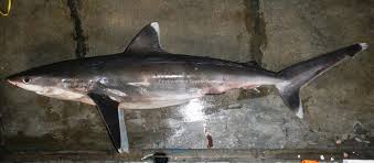 Image result for Carcharhinus albimarginatus