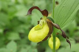 Attēlu rezultāti vaicājumam “Herminium monorchis fruit”