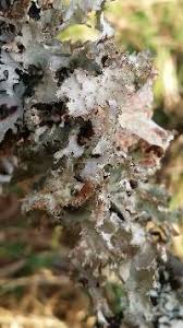 Attēlu rezultāti vaicājumam “Platismatia glauca”