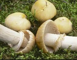 Attēlu rezultāti vaicājumam “Rozites caperata”