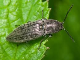 Attēlu rezultāti vaicājumam “Actenicerus sjaelandicus”