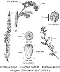 Image result for Chenopodium botrys