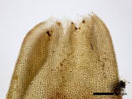 Attēlu rezultāti vaicājumam “Lophozia excisa”