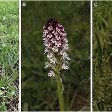 Attēlu rezultāti vaicājumam “Orchis ustulata flower”