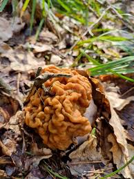 Attēlu rezultāti vaicājumam “Gyromitra gigas”