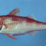 Image result for Pseudupeneus maculatus