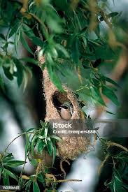 Attēlu rezultāti vaicājumam “Remiz pendulinus nest”