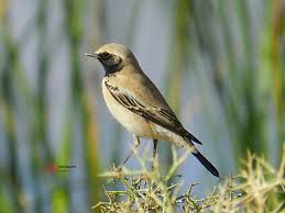 Image result for Oenanthe hispanica