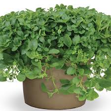 Image result for Origanum vulgare