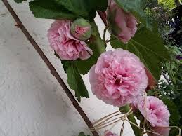 Image result for Alcea rosea `Appleblossom`