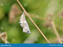 Attēlu rezultāti vaicājumam “Nymphalis xanthomelas pupa”