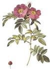 Pierre-Joseph REDOUTE : Rose Prints : Species Roses