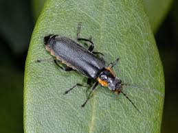 Attēlu rezultāti vaicājumam “Cantharis obscura”