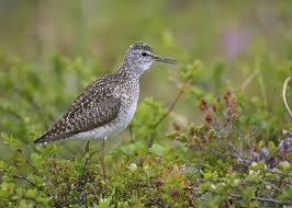 Attēlu rezultāti vaicājumam “Tringa glareola adult”