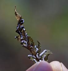 Attēlu rezultāti vaicājumam “Physarum bitectum”