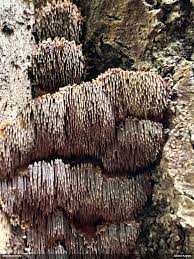 Attēlu rezultāti vaicājumam “Fuligo licentii”