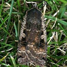 Attēlu rezultāti vaicājumam “Noctua pronuba”