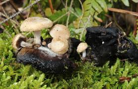 Attēlu rezultāti vaicājumam “Asterophora lycoperdoides”