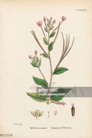 Attēlu rezultāti vaicājumam “Epilobium montanum”
