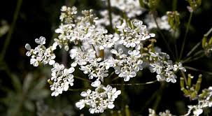 Image result for Chaerophyllum aureum