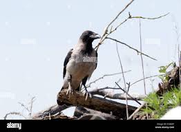 Attēlu rezultāti vaicājumam “Corvus cornix juvenile”