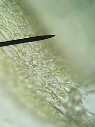 Attēlu rezultāti vaicājumam “Brachythecium salebrosum”