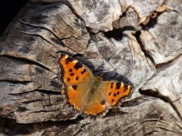 Attēlu rezultāti vaicājumam “Nymphalis polychloros”