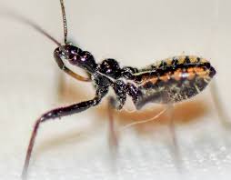 Attēlu rezultāti vaicājumam “Rhynocoris annulatus nymph”