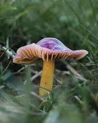 Attēlu rezultāti vaicājumam “Gloeocapsa rupestris”