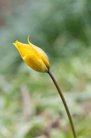 Attēlu rezultāti vaicājumam “Tulipa sylvestris flower”