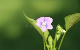 Attēlu rezultāti vaicājumam “Viola canina fruit”