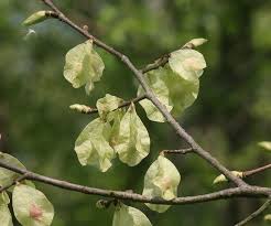 Attēlu rezultāti vaicājumam “Ulmus minor”