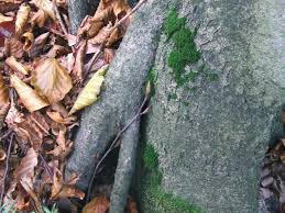 Attēlu rezultāti vaicājumam “Dicranum viride”