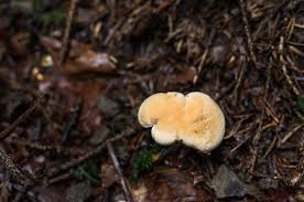 Attēlu rezultāti vaicājumam “Hydnum rufescens”