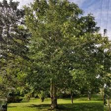 Attēlu rezultāti vaicājumam “Juglans cinerea”