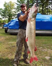 Image result for Esox masquinongy
