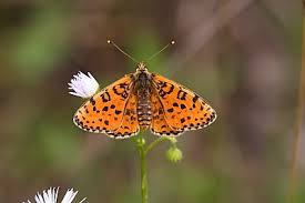 Attēlu rezultāti vaicājumam “Melitaea didyma underside”
